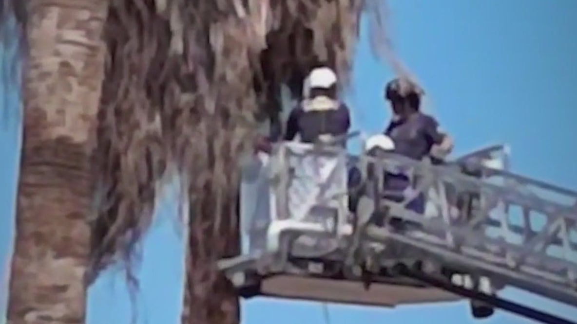 Tree trimmer dies from injuries after 50-foot rescue